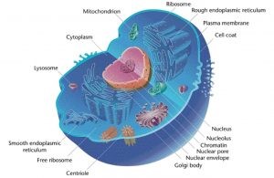 mitokondriumok egészsége és fogyása)