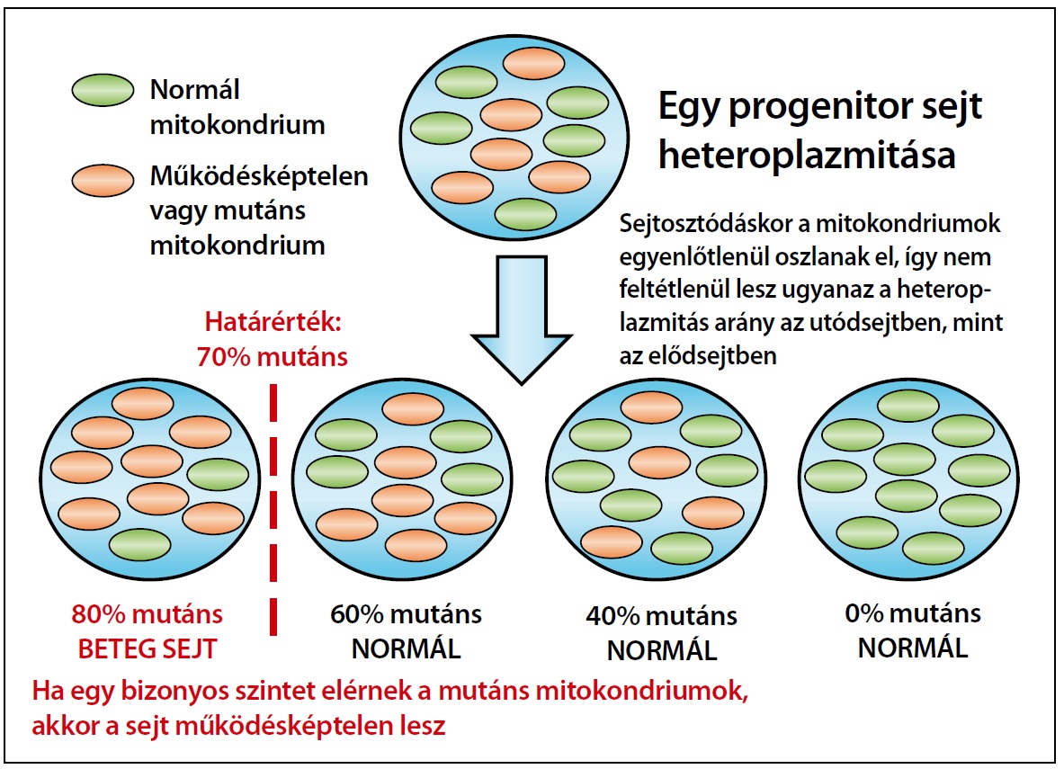 mitokondriumok egészség és fogyás)
